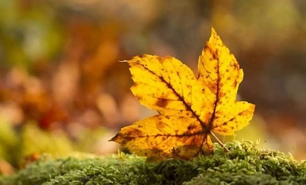 网上老年大学2023级学员：鱼之乐