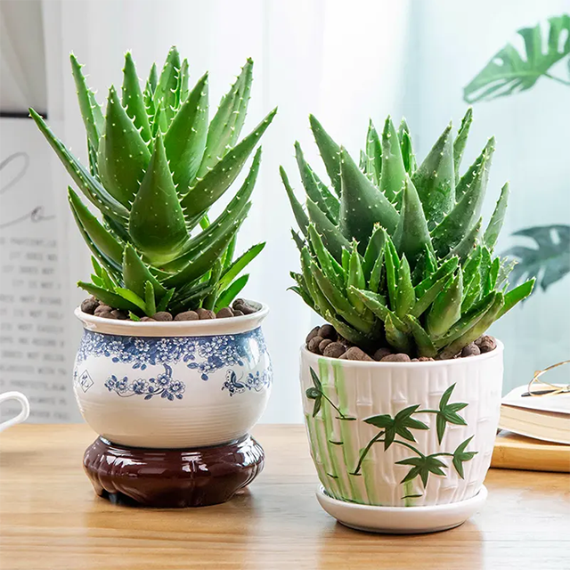 芦荟