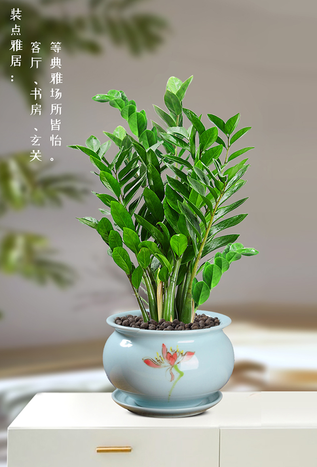 金钱树