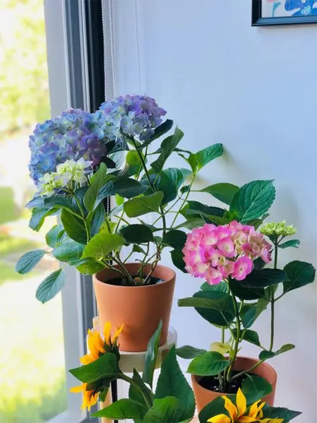 绣球花
