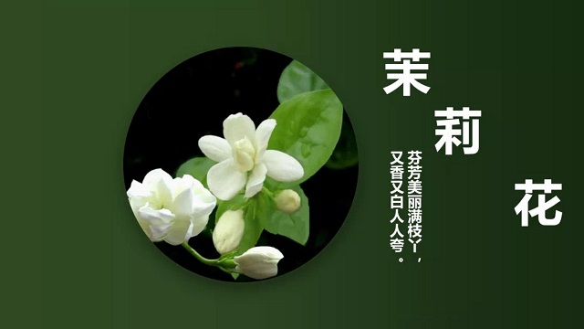 适合老年人学的美声唱法歌曲