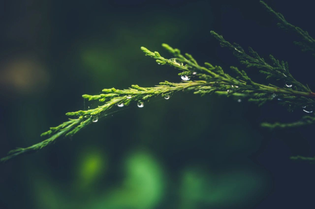 拍雨景时背景的选择