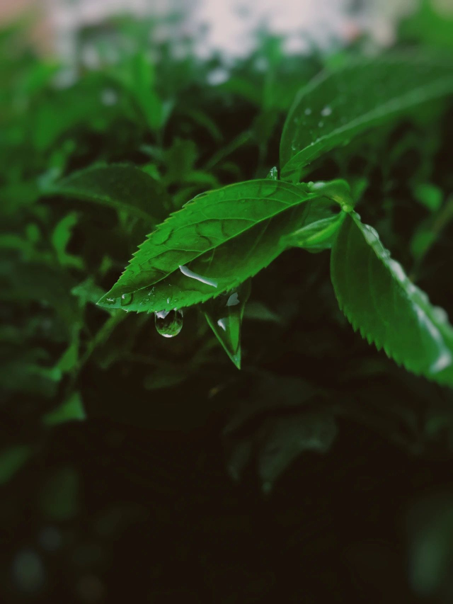 雨滴轮廓的拍摄技巧