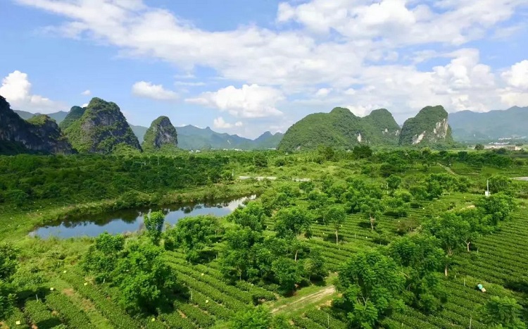 金龄游学T三有机茶园首发团